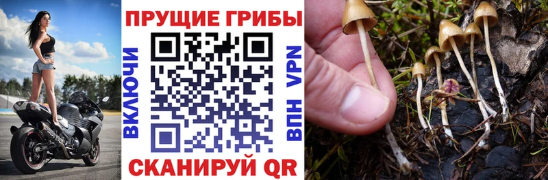 сайты даркнета клад  Западная Двина  Псилоцибиновые грибы Cubensis 